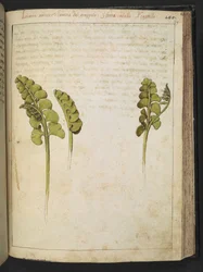 Botrychium lunaria (varen), uit "Schilderijen van Flora van de Romeinse Staten" door Gherardo Cibo, Add MS 22333, f149r, c.1564-84