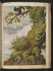 Bryophyte (mos) en een eekhoorn zittend op de tak van een boom, uit 