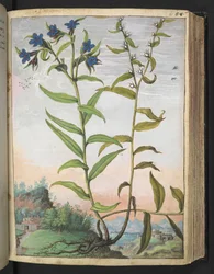 Buglossoides purpurocaerulea, uit "Schilderijen van Flora van de Romeinse Staten" door Gherardo Cibo
