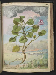 Calystegia soldanella, uit "Schilderijen van Flora van de Romeinse Staten" door Gherardo Cibo