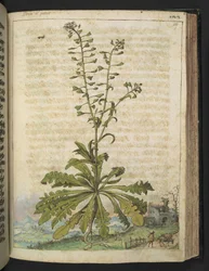 Capsella bursa-pastoris, uit 