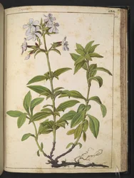 Caryophyllaceae (Zeepkruid): een geslacht van bloeiende planten in de anjerfamilie, uit "Schilderijen van Flora van de Romeinse Staten" door Gherardo Cibo