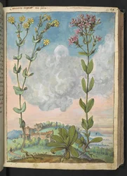 Centaurium erythraea, uit "Schilderijen van Flora van de Romeinse Staten" door Gherardo Cibo