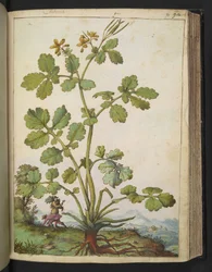 Chelidonium majus, uit "Schilderijen van Flora van de Romeinse Staten" door Gherardo Cibo