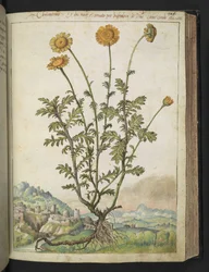 Cota tinctoria, uit "Schilderijen van Flora van de Romeinse Staten" door Gherardo Cibo