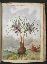Crocus sativus (Saffraan), uit "Schilderijen van Flora van de Romeinse Staten" door Gherardo Cibo
