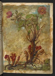 Cytinus hypocistis, uit "Schilderijen van Flora van de Romeinse Staten" door Gherardo Cibo