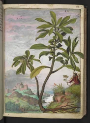 Daphne laureola, uit "Schilderijen van Flora van de Romeinse Staten" door Gherardo Cibo, Add MS 22333, f037r, c.1564-84