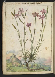 Dianthus longicaulis: Een plant met roze bloemblaadjes, uit 