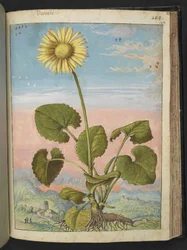 Doronicum austriacum: Een plant met een gele bloem, uit "Schilderijen van Flora van de Romeinse Staten" door Gherardo Cibo