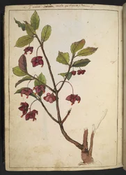 Euonymus europaeus (Europese Kardinaalsmuts): een plant met rode bloemblaadjes, uit "Schilderijen van Flora van de Romeinse Staten" door Gherardo Cibo