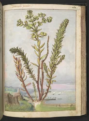 Euphorbia paralias, uit 