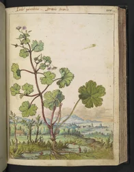 Geranium rotundifolium: Een plant met roze bloemen, uit "Schilderijen van Flora van de Romeinse Staten" door Gherardo Cibo