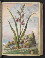 Gladiolus Italicus, uit "Schilderijen van Flora van de Romeinse Staten" door Gherardo Cibo