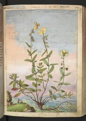 Helianthemum nummularium, uit "Schilderijen van Flora van de Romeinse Staten" door Gherardo Cibo, Add MS 22333, f055r, c.1564-84