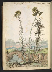 Helichrysum italicum: een plant met gele knoppen, uit "Schilderijen van Flora van de Romeinse Staten" door Gherardo Cibo