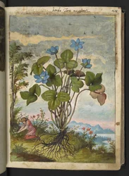 Hepatica nobilis: een plant met blauwe bloemblaadjes en een persoon die graaft of stekken neemt, uit "Schilderijen van Flora van de Romeinse Staten" door Gherardo Cibo