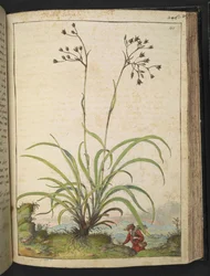 Herba Luccia, uit 