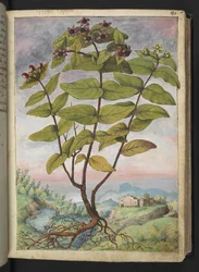 Hypericum hircinum, uit "Schilderijen van Flora van de Romeinse Staten" door Gherardo Cibo