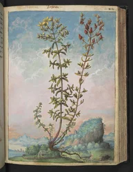 Hypericum perforatum, uit "Schilderijen van Flora van de Romeinse Staten" door Gherardo Cibo