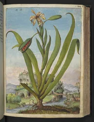 Iris Foetidissima: Bloeiende plant met zaaddozen, uit "Schilderijen van Flora van de Romeinse Staten" door Gherardo Cibo