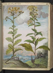 Jacobaeae vulgaris et Senecio ovatu, uit "Schilderijen van Flora van de Romeinse Staten" door Gherardo Cibo