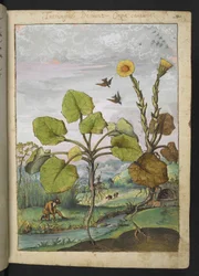 Ligularia tussilaginea (Luipaardplant), uit "Schilderijen van Flora van de Romeinse Staten" door Gherardo Cibo