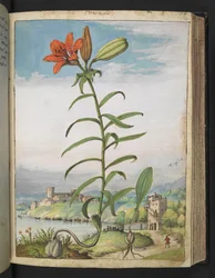 Lilium bulbiferum: Een plant met rode bloemblaadjes, uit 