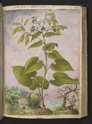 Lunaria redivivia, uit 