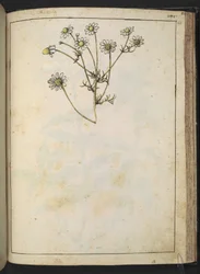 Matricaria chamomilla (Kamille), uit "Schilderijen van Flora van de Romeinse Staten" door Gherardo Cibo