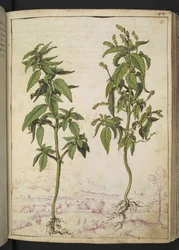 Mercurialis annua, uit "Schilderijen van Flora van de Romeinse Staten" door Gherardo Cibo, Add MS 22333, f056r, c.1564-84