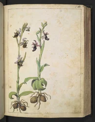 Orchis: Een plant met witte en roze bloemen, uit "Schilderijen van Flora van de Romeinse Staten" door Gherardo Cibo