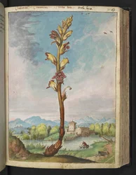 Orobanche gracilis, uit "Schilderijen van Flora van de Romeinse Staten" door Gherardo Cibo