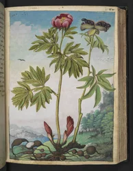 Paeonia officinalis, uit "Schilderijen van Flora van de Romeinse Staten" door Gherardo Cibo