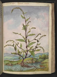 Persicaria hydropiper, uit "Schilderijen van Flora van de Romeinse Staten" door Gherardo Cibo, Add MS 22333, f152r, c.1564-84