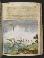 Pilosella officinarum, uit "Schilderijen van Flora van de Romeinse Staten" door Gherardo Cibo