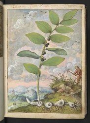 Polygonatum odoratum: Een plant. Een man met een pikhouweel, uit 
