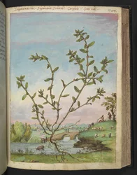 Polygonum aviculare, uit "Schilderijen van Flora van de Romeinse Staten" door Gherardo Cibo
