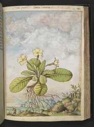 Primula vulgaris, uit "Schilderijen van Flora van de Romeinse Staten" door Gherardo Cibo