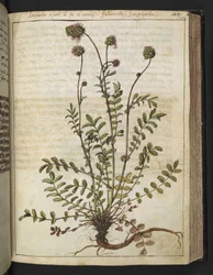 Sanguisorba minor, uit "Schilderijen van Flora van de Romeinse Staten" door Gherardo Cibo