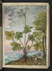 Sanicula europaea en een man die de basis van een boom onderzoekt, uit "Schilderijen van Flora van de Romeinse Staten" door Gherardo Cibo