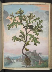 Senecio vulgaris, uit "Schilderijen van Flora van de Romeinse Staten" door Gherardo Cibo