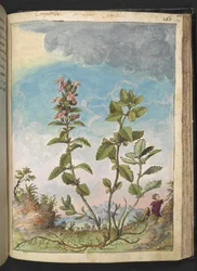 Teucrium chamaedrys (Echte Gamander), uit "Schilderijen van Flora van de Romeinse Staten" door Gherardo Cibo