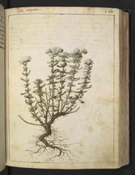 Teucrium montanum, uit "Schilderijen van Flora van de Romeinse Staten" door Gherardo Cibo