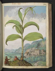 Veratrum nigrum, uit "Schilderijen van Flora van de Romeinse Staten" door Gherardo Cibo