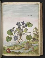 Viola odorata, uit "Schilderijen van Flora van de Romeinse Staten" door Gherardo Cibo