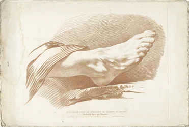Studie van rechtervoet