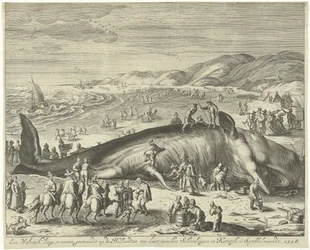 Gestrande walvis bij Berckhey, 1598 Een walvisch lang 70 voeten, gestrandt op de Hollandtse zee-kust, tusschen Schevelingen en Katwyk, in Sprokkelmaandt, 1598