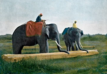 Olifanten verplaatsen een boomstam, Ceylon, ca. 1890