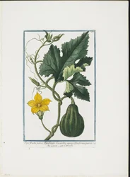 Groenteafdruk, uit Hortus Romanus, Deel I of II